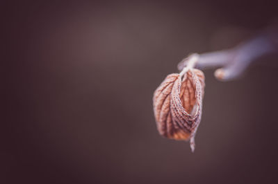 Close-up of snail on plant