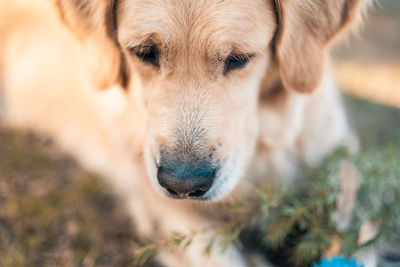 Close-up portrait of a dog