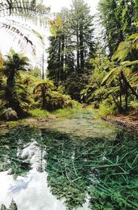 Scenic view of waterfall in forest