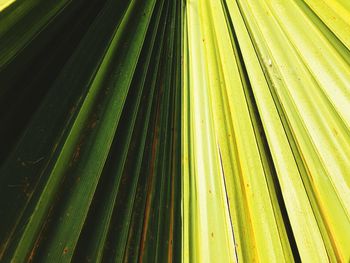 Full frame shot of palm leaves