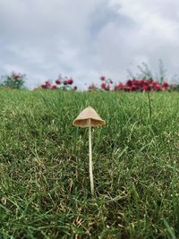 Surface level of mushroom on field against sky