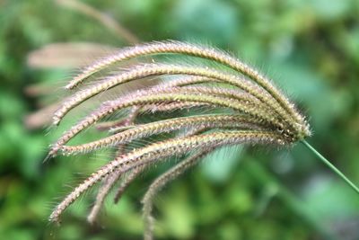 Close-up of green plant