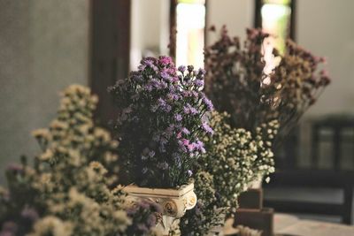 Close-up of purple flowering plant against building