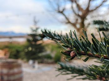 Close-up of pine tree