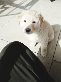 High angle portrait of dog standing on tiled floor