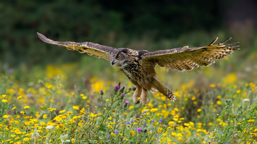 Close-up of owl flying over wildflowers