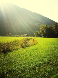 Scenic view of field against clear sky