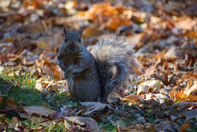 Squirrel on dry leaves on field