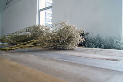 Close-up of tree against sky