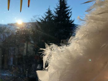 Close-up of frozen tree against sky during winter