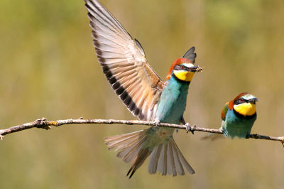 Close-up of birds flying