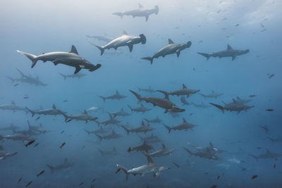 Flock of fish swimming in sea