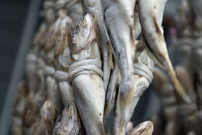 Close-up of tied fish drying outdoors