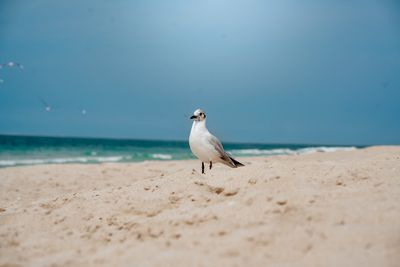 Seagull perching on beach against sky