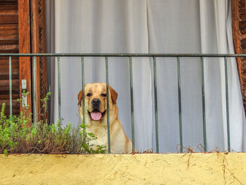Portrait of labrador retriever relaxing in balcony