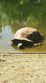 View of an animal in pond