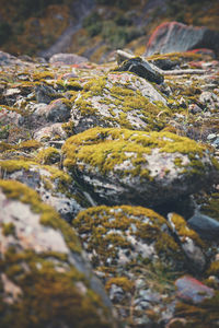 Close-up of moss on rock