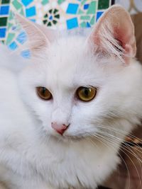 Close-up portrait of a cat