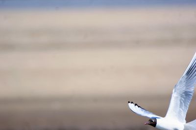 Seagull flying over sea against sky