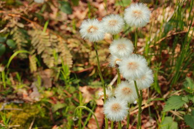 Close-up of flowers