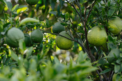 Close-up of fruits on tree