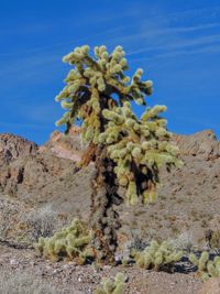 Cholla jumping cactus, cylindropuntia fulgida, the jumping cholla,united states.