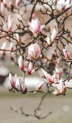 Close-up of pink cherry blossoms in spring