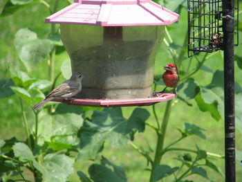 Close-up of bird perching on feeder