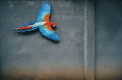 Scarlet macaw flying against wall