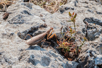 High angle view of dry leaf on rock