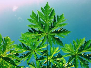 Low angle view of plants against clear sky