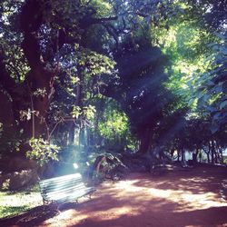 Sun shining through trees