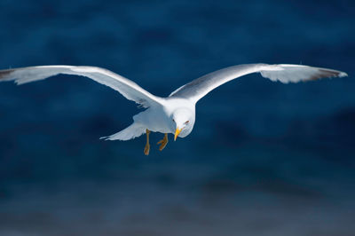 Seagull flying over sea