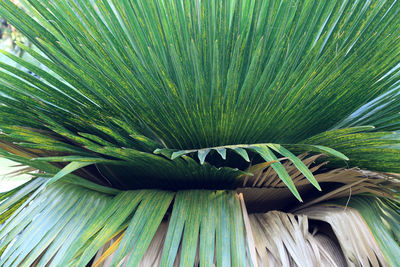 Close-up of palm leaves