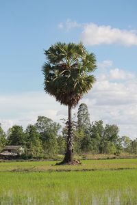 Trees growing on field against sky