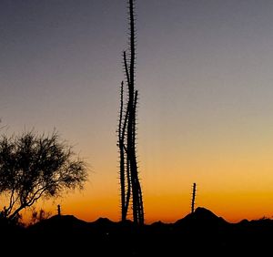 Silhouette plants against sky during sunset