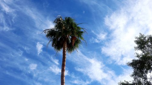 Low angle view of coconut palm tree against sky
