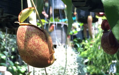 Close-up of plant against blurred background