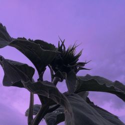 Low angle view of flowering plant against sky