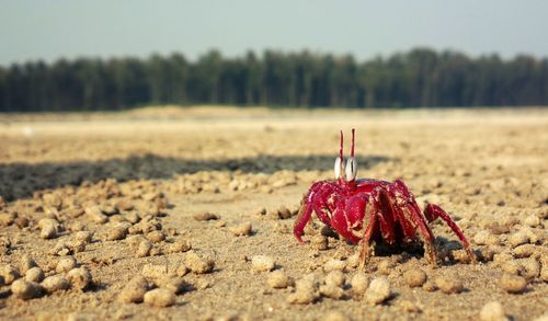 Close-up of crab on sand