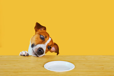 Dogs with dog against yellow background