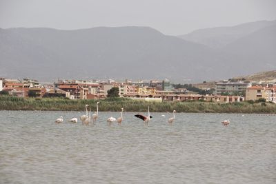 Ducks in a lake