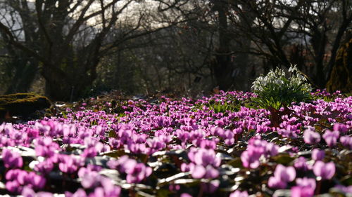 Close-up of flowers blooming on tree