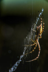 Close-up of spider on web