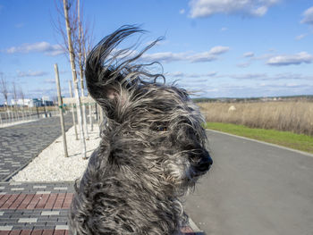 Close-up of a dog on road