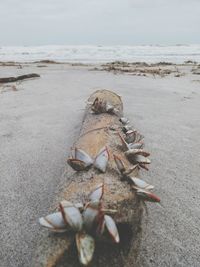 Close-up of crab on sand at beach against sky
