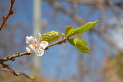 Close-up of cherry blossoms in spring