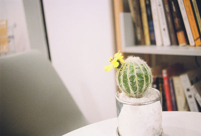 Close-up of potted plant