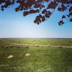 Flock of sheep grazing in field