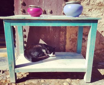 Cat sitting on table